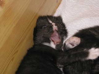 2_1M�dchen_17_6_09