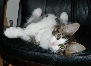 H1-M�dchen090620123