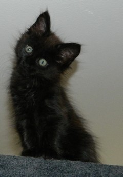 I-M�dchen-010620125