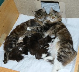 Lara_Bonni_Kitten1_140412