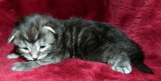 M�dchen 12 Tage alt 010620143