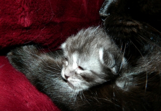 M�dchen 12 Tage alt 010620146