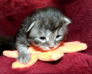 M�dchen 12 Tage alt 010620148