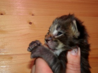 M�dchen 13 Tage alt