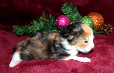 M�dchen 1   071220141