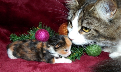 M�dchen 1   0712201410