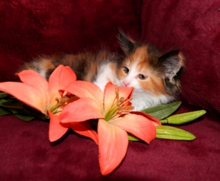 M�dchen 1   18012015