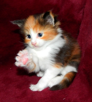 M�dchen 1   2512201413