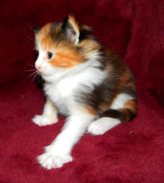 M�dchen 1   2512201419