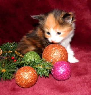 M�dchen 1   251220147