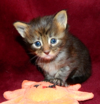 M�dchen 2  25122014