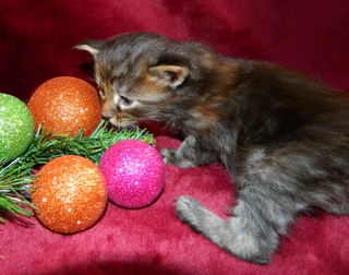 M�dchen 2  2512201413