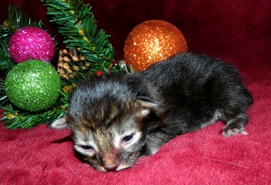 M�dchen 2   071220148