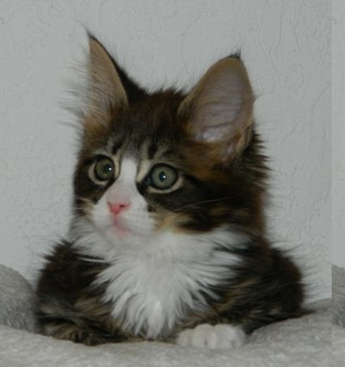 H2_M�dchen_2505121